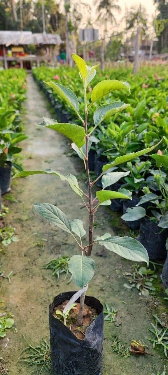 Chitra Nursery GRAFTED APPLE PLANT, Apple Live plant especially
