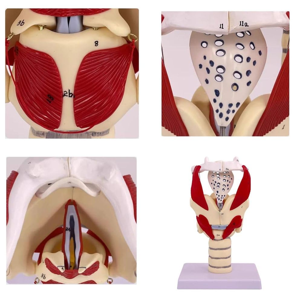 Modelo anatómico de laringe y pulmón, modelo de faringe funcional para fortalecer la estructura y función del cuello en medicina, modelo de anatomía educativa,