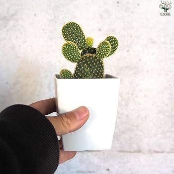 tanico★2点おまとめ デュエット スタンプ台(エコス)黒/朱肉|HFW-2MEC|商品カタログ