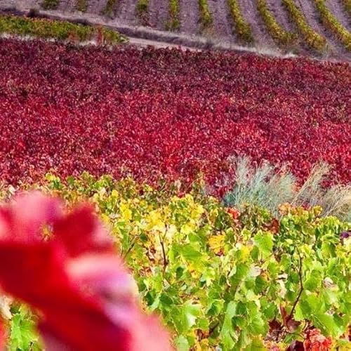 『Un pa&iacute;s de vino - Zaragoza, Capital Mundial de la Garnacha - 15/03/25』のカバーアート