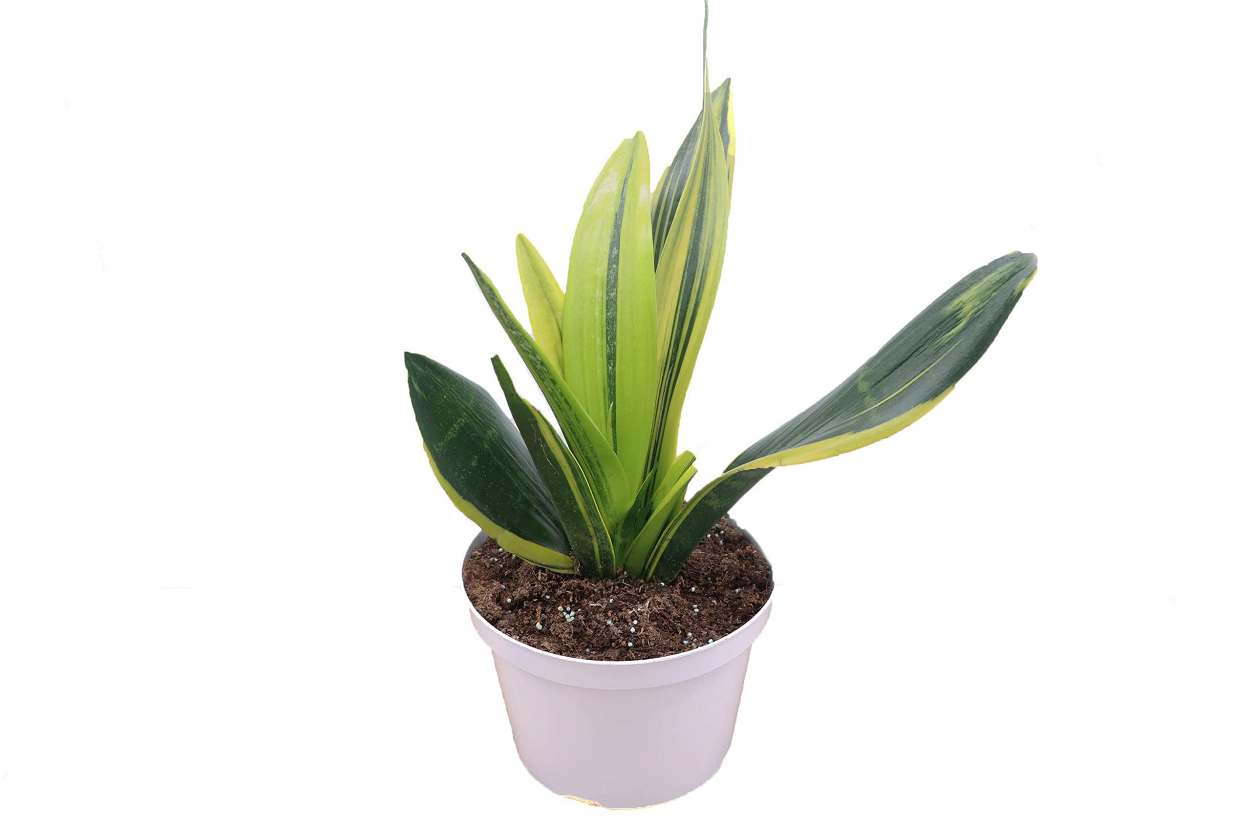 Sansevieria Gold Flame Snake Plant 8 Inch