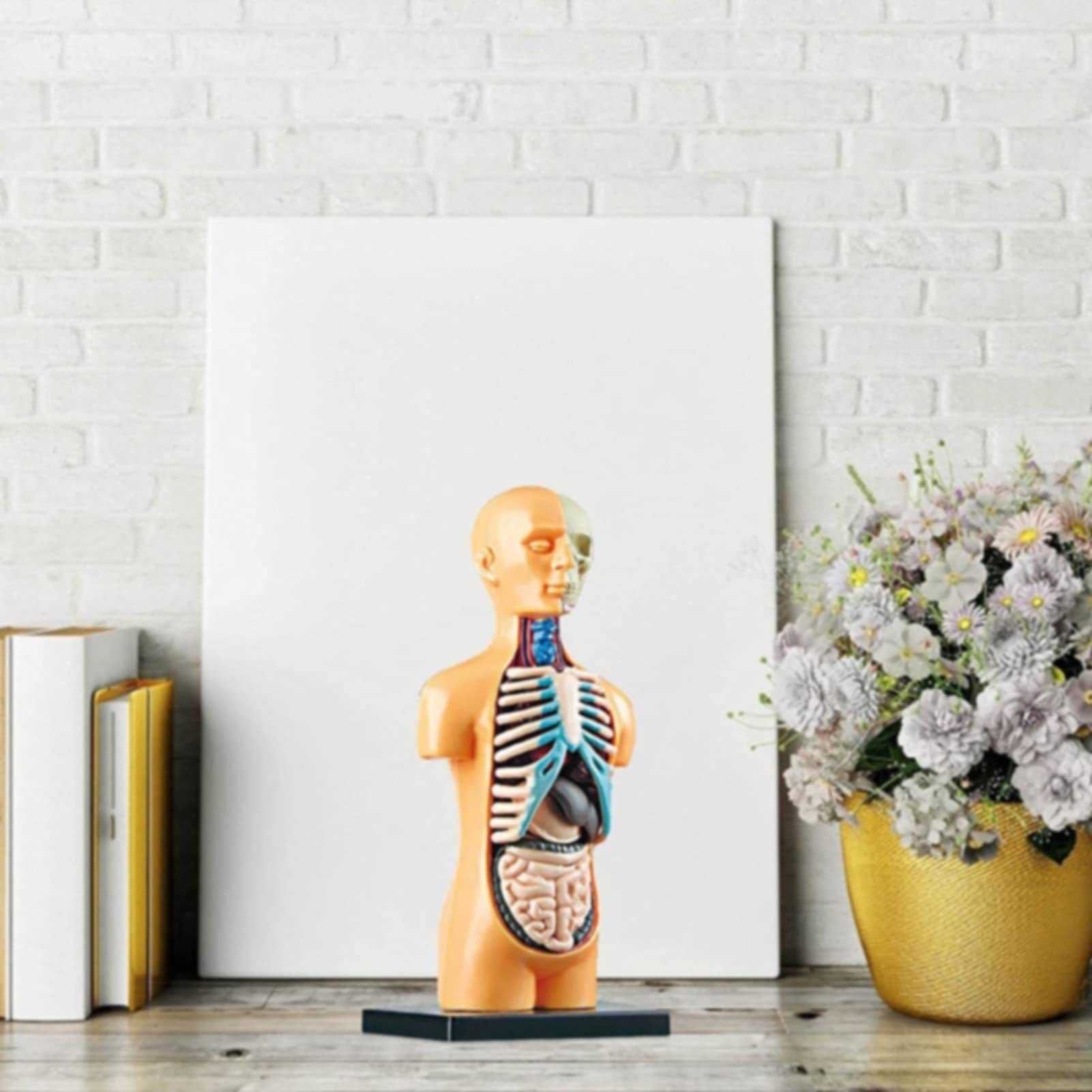 Buy LEMORTH Anatomical Medical Torso Model, Human Body Model for Kids