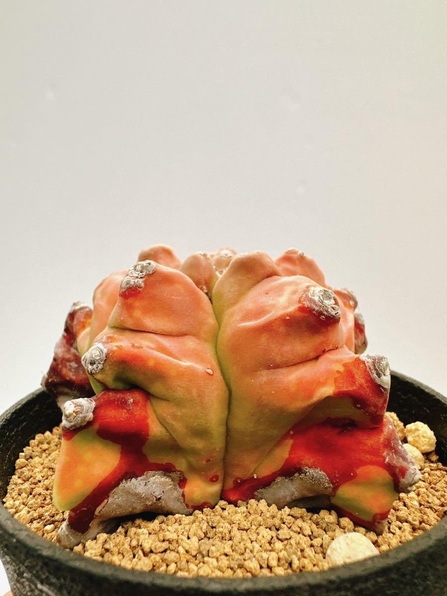 Amazon.co.jp: アストロフィツム 紅葉亀甲ヘキラン Astrophytum