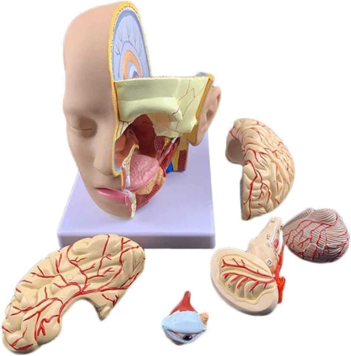 Modèle d'anatomie de la tête et d'artère cérébrale en 4 parties détachables
