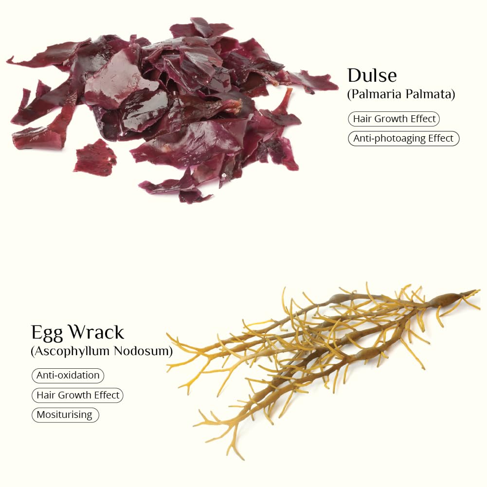Seaweed Hair Conditioner, 1L Refill, Organic Scottish seaweeds, Rosemary, Vitamin E, No SLS or Parabens - Image 3