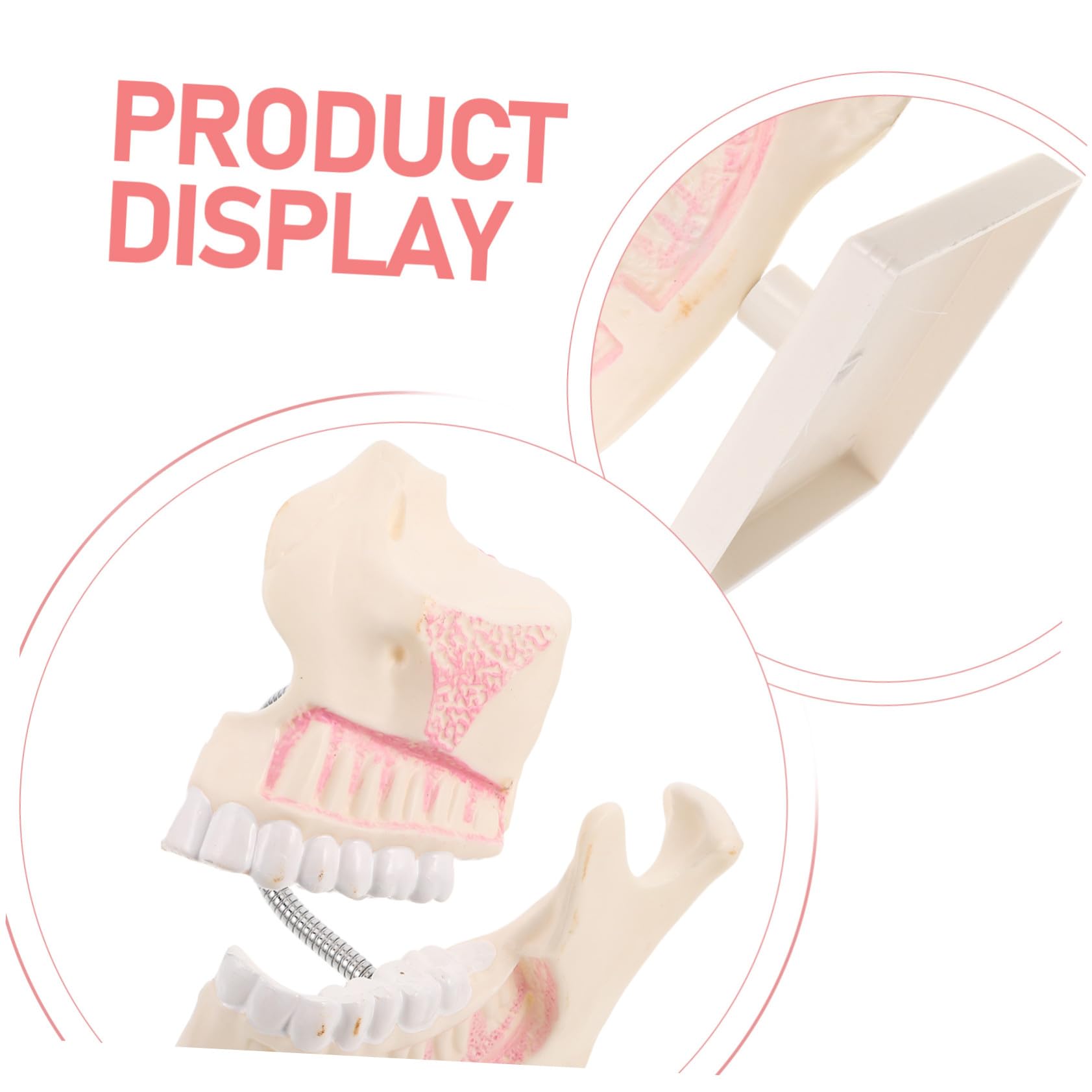 MAGICLULU Modello di Bocca in Plastica per Studio Modello Dimostrativo per Studenti di Odontoiatria Strumento di Intaglio per Pratica e Preparazione Agli Esami