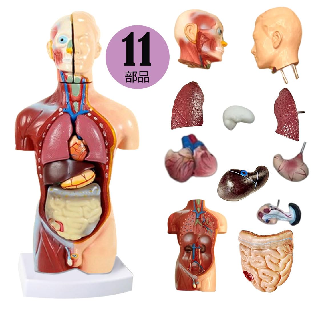 Amazon.co.jp: 人体模型 おもちゃ 人体解剖体幹45 cm人体器官解剖組立