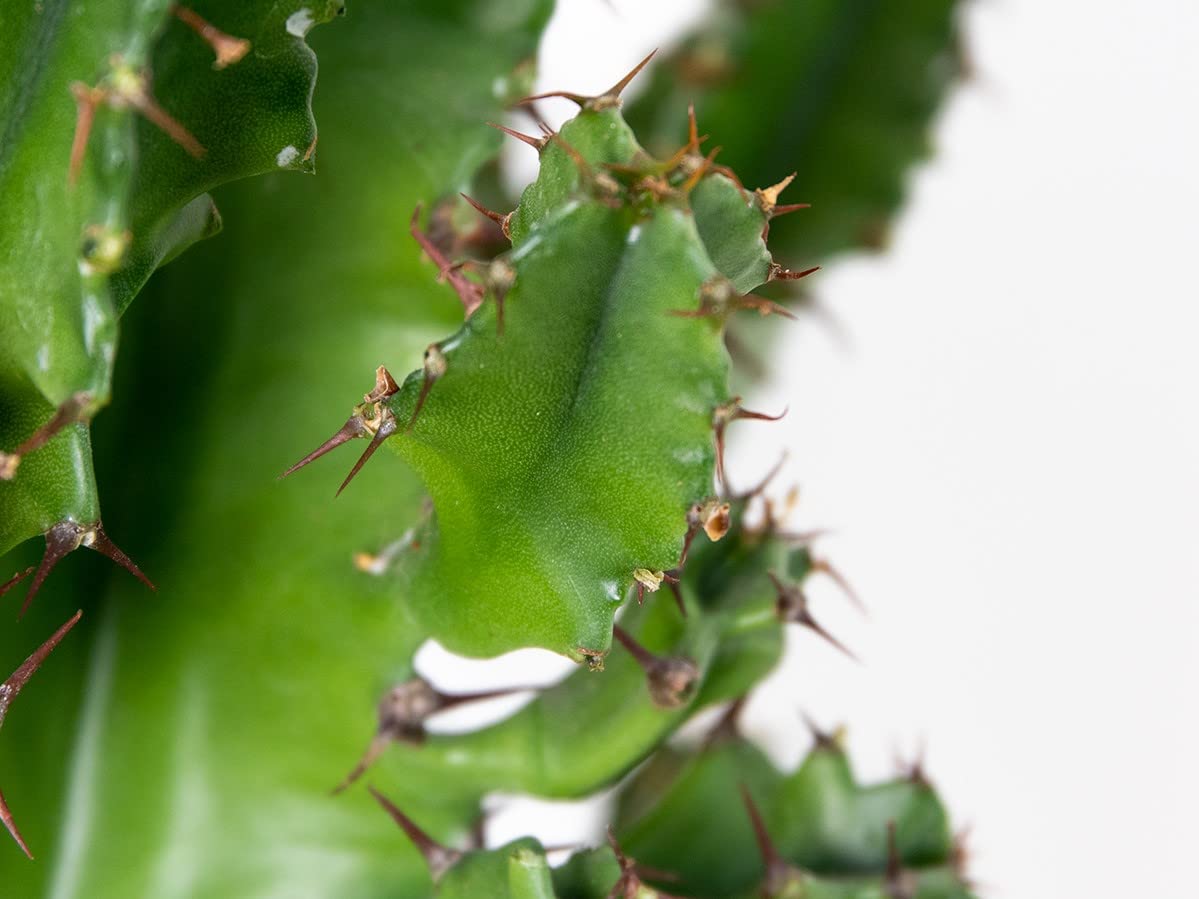 Bloomique - Euphorbia acrurensis - Lechetrezna / “Cowboy cactus” - Planta de cactus - Planta de interior - Altura 60-70 cm - Maceta 17 cm
