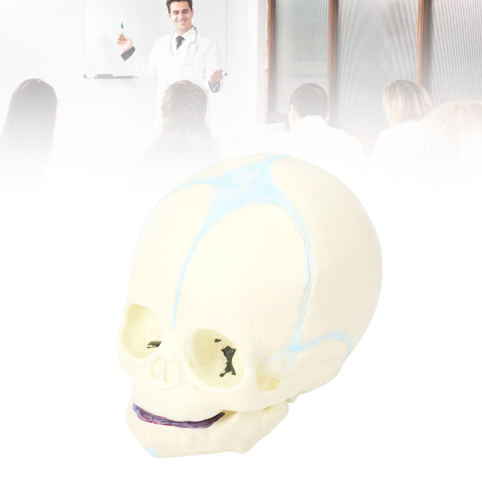 BRRNOO Modèle de Crâne de Nourrisson Humain, Outil Pédagogique D'affichage de Crâne D'anatomie Fœtale Grandeur Nature pour étudiants en Médecine, éducateurs, Artistes, Matériau en PVC