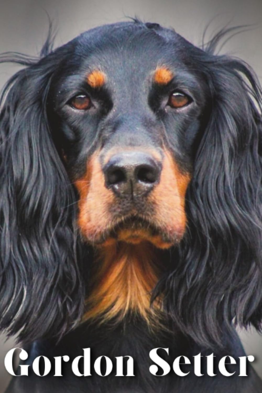 Gordon Setter: Dog breed overview and guide