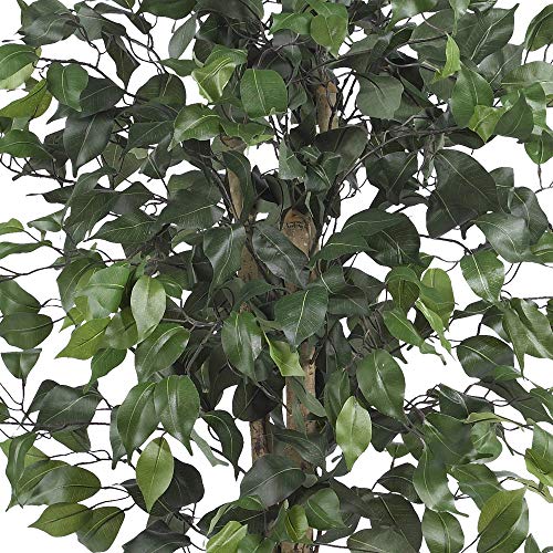 Comparativas de Ficus benjamina disponible en línea. 7 Imagen adicional