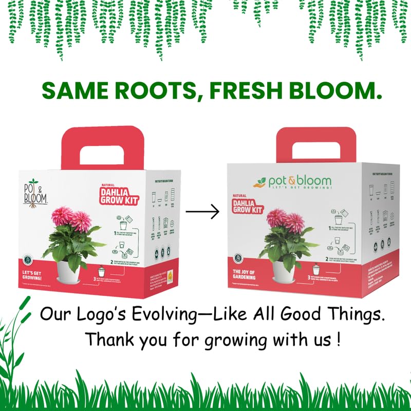 Pot and Bloom Dahila Flower Gardening Kit| Home Gardening| Includes- Dahila Seeds, Pot, Poting Mix(Soil & Fertilizer Mix), Plant Growth and Protection Spray, Cocopeat, Nutrition Powder| Return Gift| 3