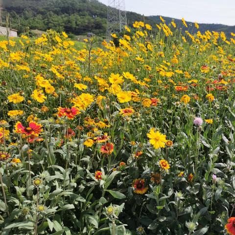 Bio Blumen Samen Set Wildblumensamen Mehrjährig Winterhart Blumensamen