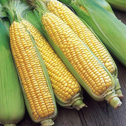 VIBEX -™ VXL-397 Organic Sweet Corn Seeds