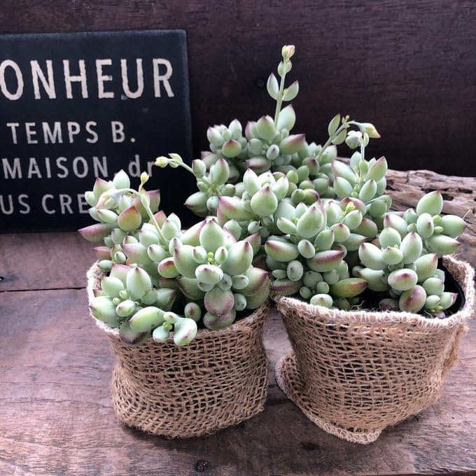 ペンデンス♡モリモリ♡多肉植物♡鉢ごと♡ 2025.5.23 . 紅葉は少しずつ覚めてきてるけど元気モリモリな多肉