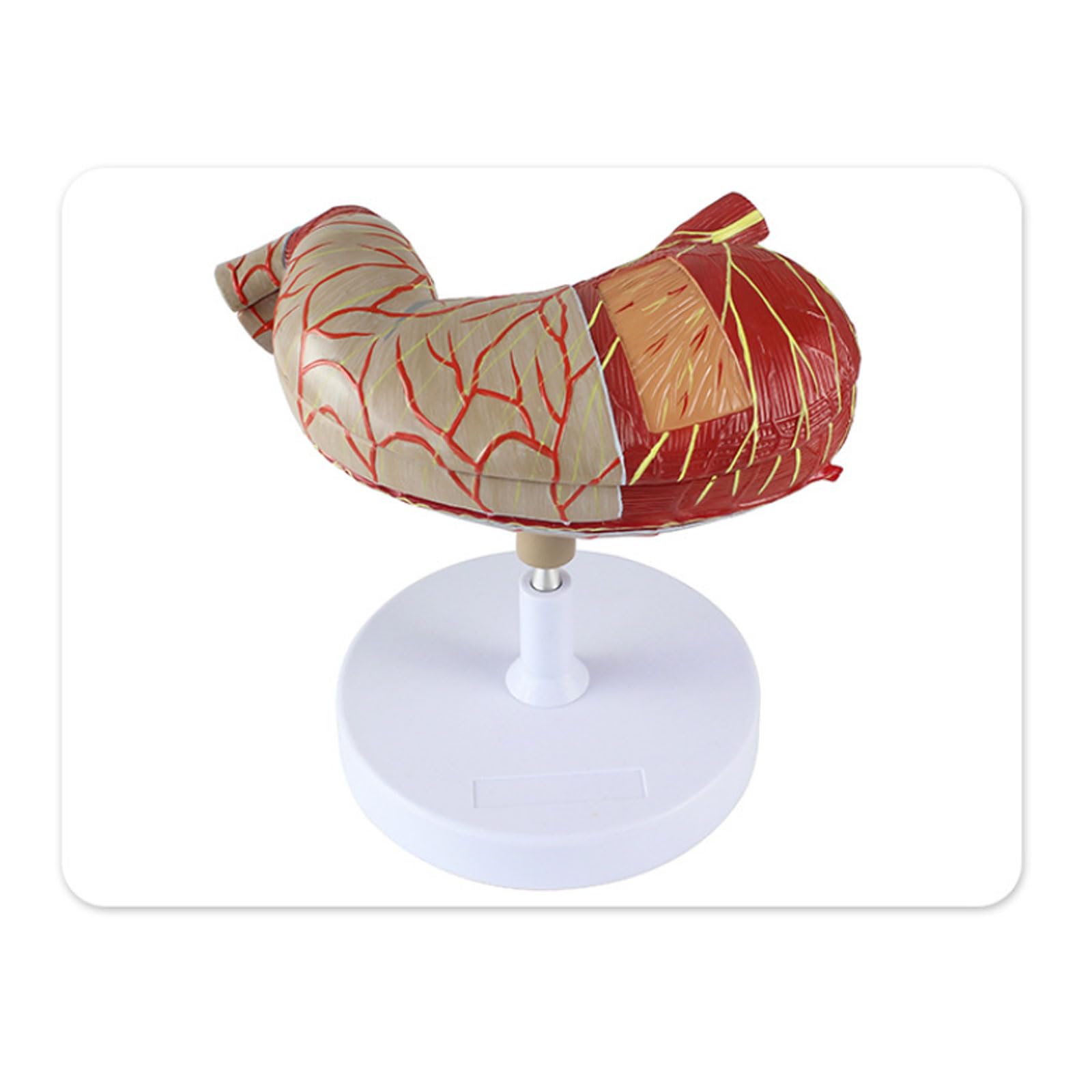 Modelo de estómago Humano ampliado en 2 Partes. Modelo anatómico digestivo. Modelo de Cuerpo Humano. Anatomía. Suministros y Equipos médicos.