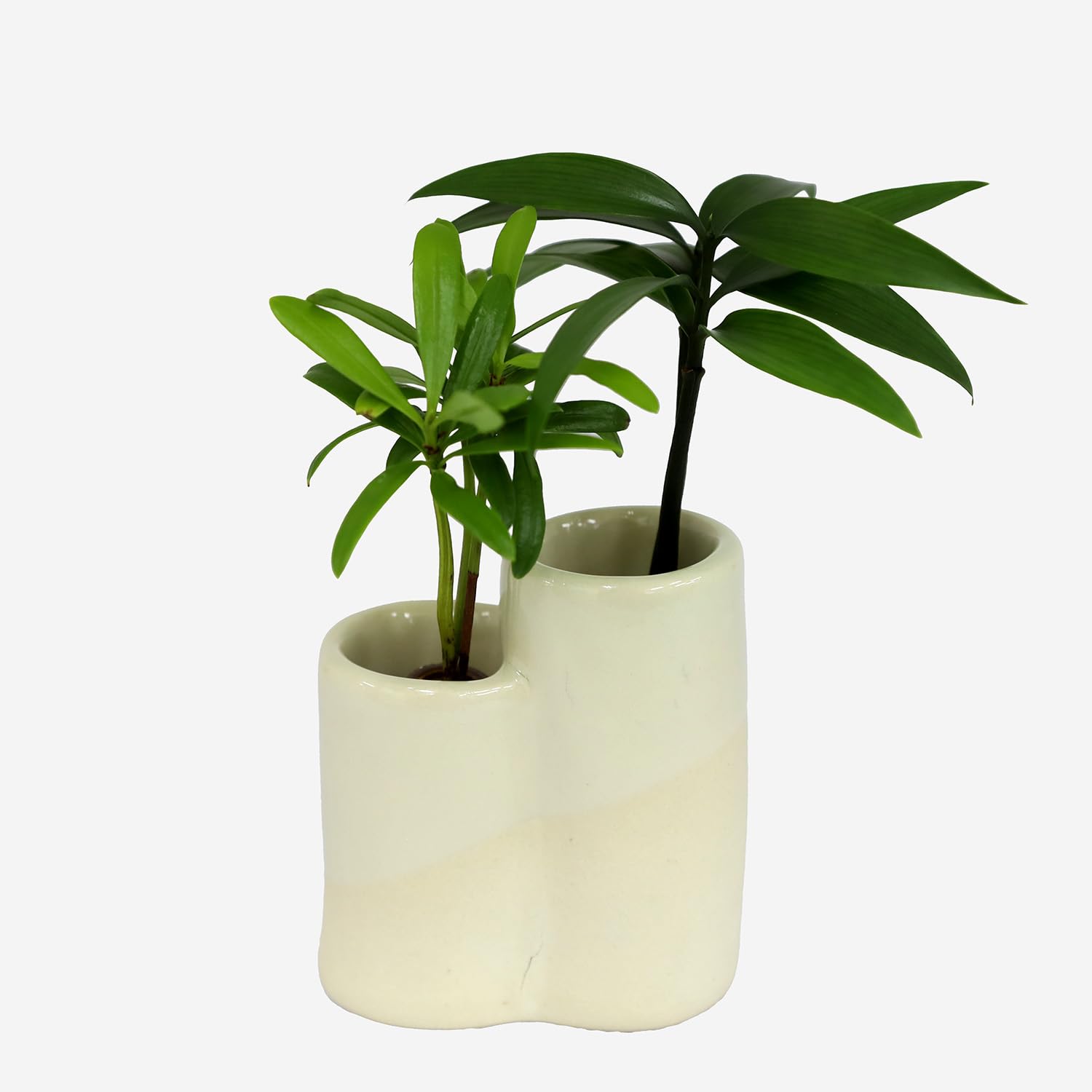 Amazon｜日本古来の植物 「良縁を結ぶご神木 梛(なぎ)の木」「槇 (まき