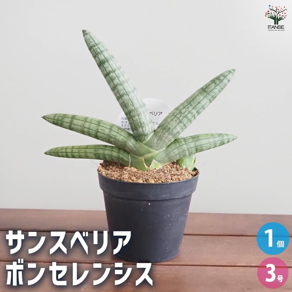 615Tx3z164L._AC_UF1000,