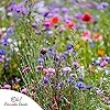 Canadian Wildflower Seeds 3.6 oz - 20 Varieties of Mixed Annual & Perennial Flower Seeds from Oh! Canada Seeds - Graines de Fleurs Sauvages Wild Flowers Seeds Canada Flower Seeds #4