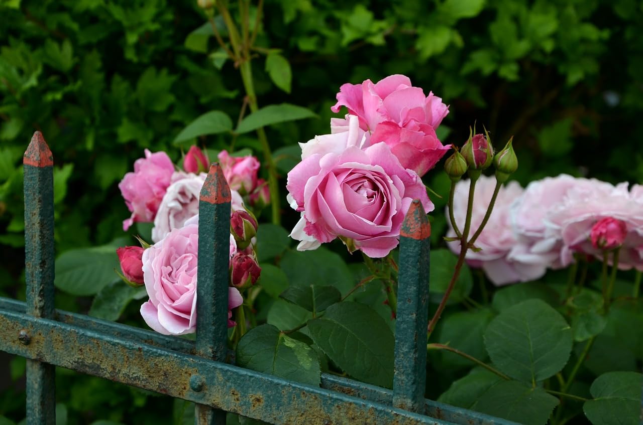 "Mediterrano Rosendünger – Premium-Nährstoffe für kräftige, farbintensive Blüten & gesunde Rosen!" 10 Kg