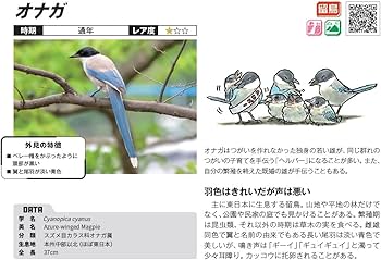 Amazon.co.jp: 街なかで見られる身近な野鳥図鑑 鳴き声が聴けるQR