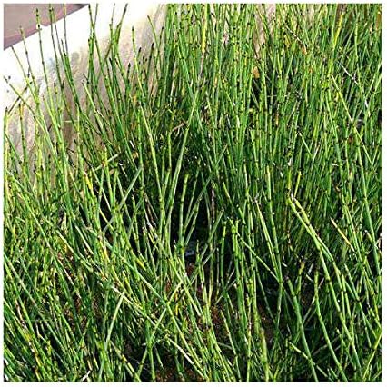 山野草 ヒメトクサ 姫砥草 1ポット Creebhills Com 山野草 ヒメトクサ 姫砥草 1ポット Creebhills Com