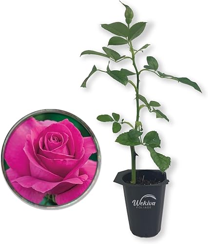 All My Loving Rose Bush - Planta de inicio en una maceta de cultivo de 2 pulgadas, rosa de té híbrida bellamente fragante, una belleza versátil con