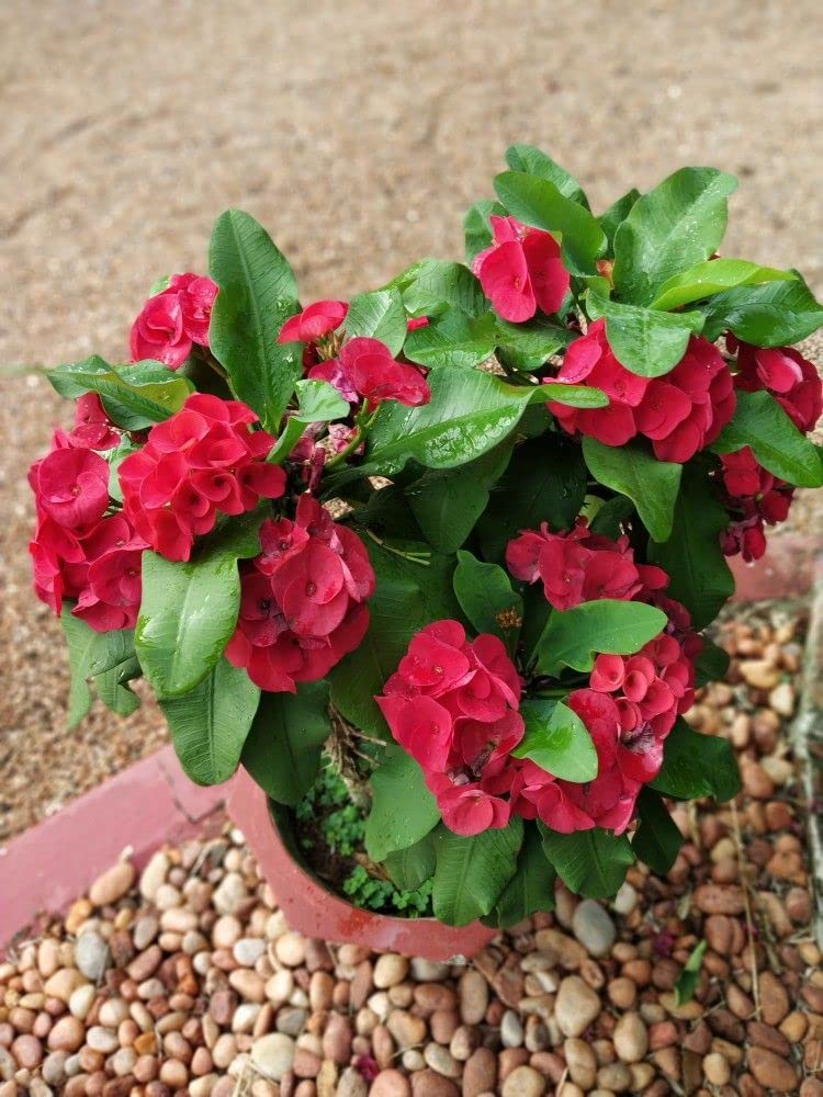 OXY GREEN PLANT® Christ thorn, Euphorbia,crown of thorns, Milli Healthy flower Plant Actual Plant Height.5 ft to1.5 ft-image-18
