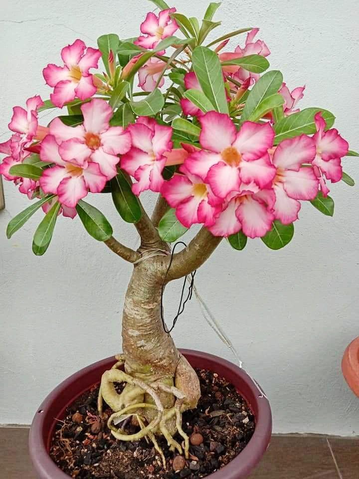 Adenium Arabicum Live Desert Rose Plant | Bonsai Style Succulent, Drought Tolerant, Indoor & Outdoor Use, Vibrant Pink Blooms, Nursery Polybag Packed-image-34