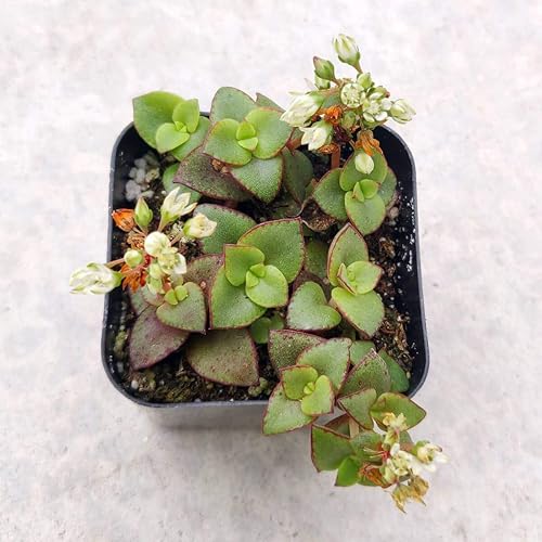 Miniatura 2 de Caja de suculentas  Colección única de suculentas de Crassula vivas, fáciles de cultivar, planta de interior para el hogar, totalmente enraizadas en