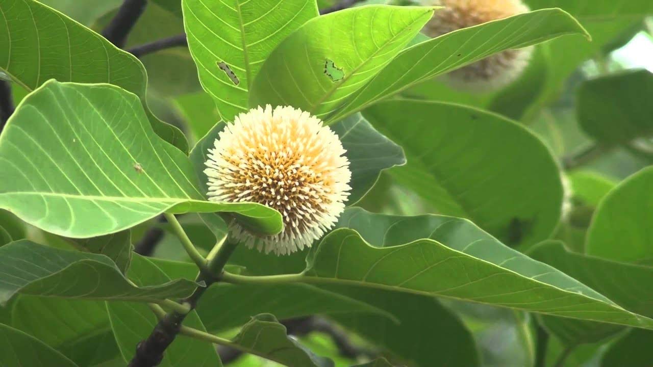 neolamarckia cadamba Eight Month Plant (B0818W4N72) Amazon Price History, Amazon Price Tracker