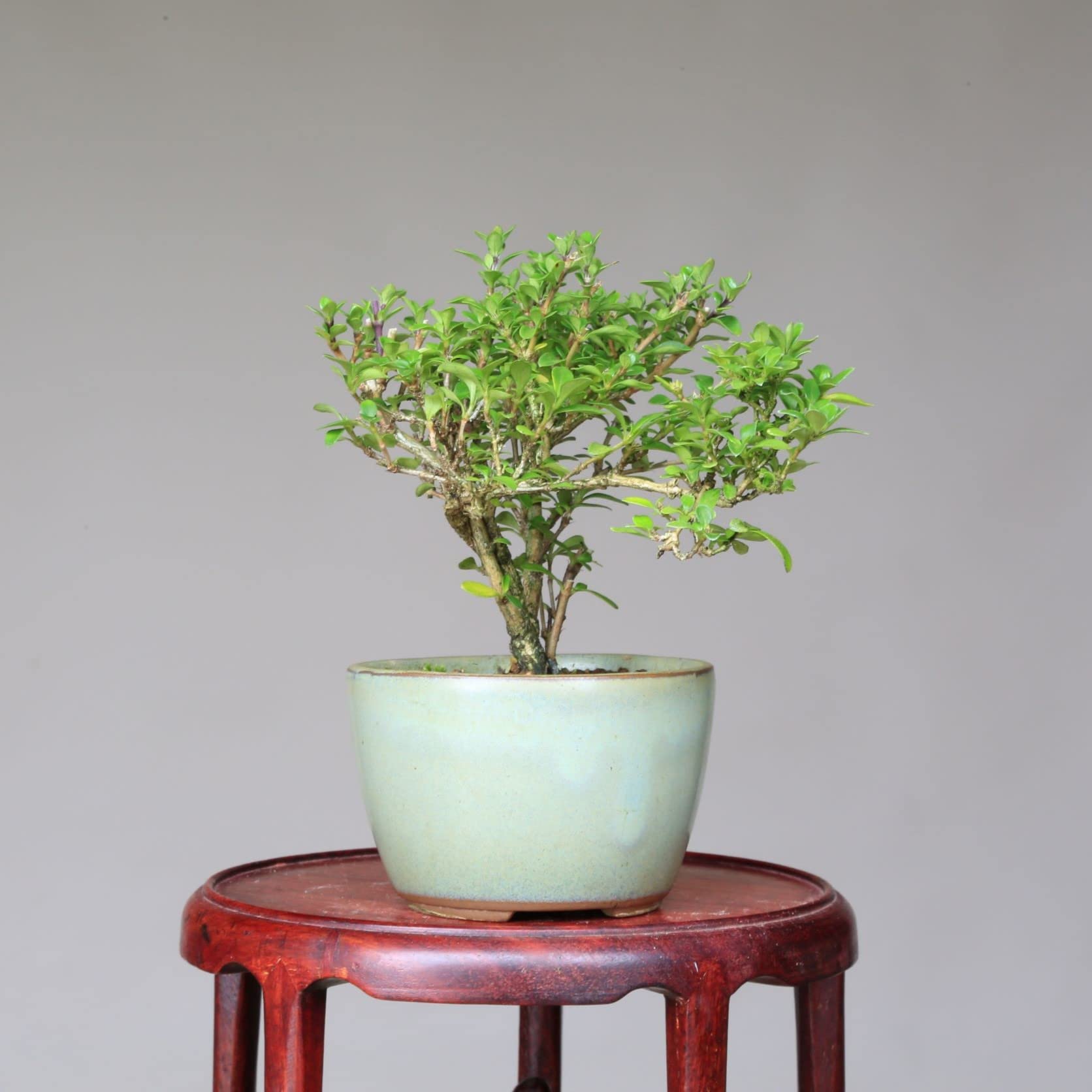 Amazon.co.jp: 香丁木【コウチョウギ】八重咲き ミニ盆栽【泰寿園