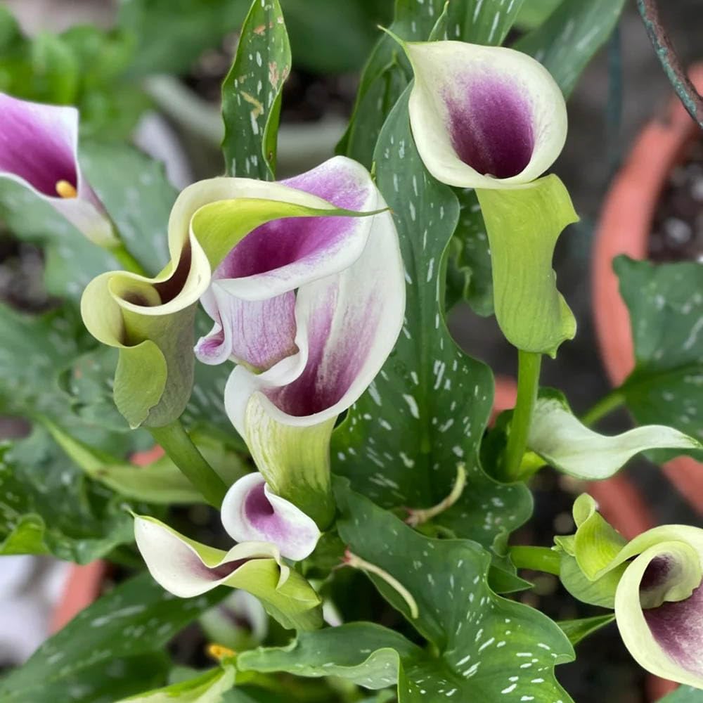 Plantas Jardín Interior Bulbos De Cala (10 Unidades) - Zantedeschia  Aethiopica, Para Jardín O Maceta, Flores Decorativas Blancas Bulbos De Cala  Donde Comprar, image size:1000x1000