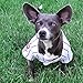 Official MLB Chicago Cubs Pet Jersey for Dogs & Cats, Size X-Large - Stylish Baseball Jersey for Your Furry Fan- Show Off Team Spirit with The Perfect Fan Apparel Gear for Pet, Dog & Cat