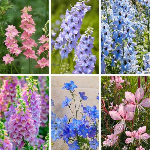 500+ Larkspur Seeds for Panting, Mixed Color Larkspur Seed, Perennial Flower Plants, Non-GMO Heirloom Seed for Home Garden Outdoor
