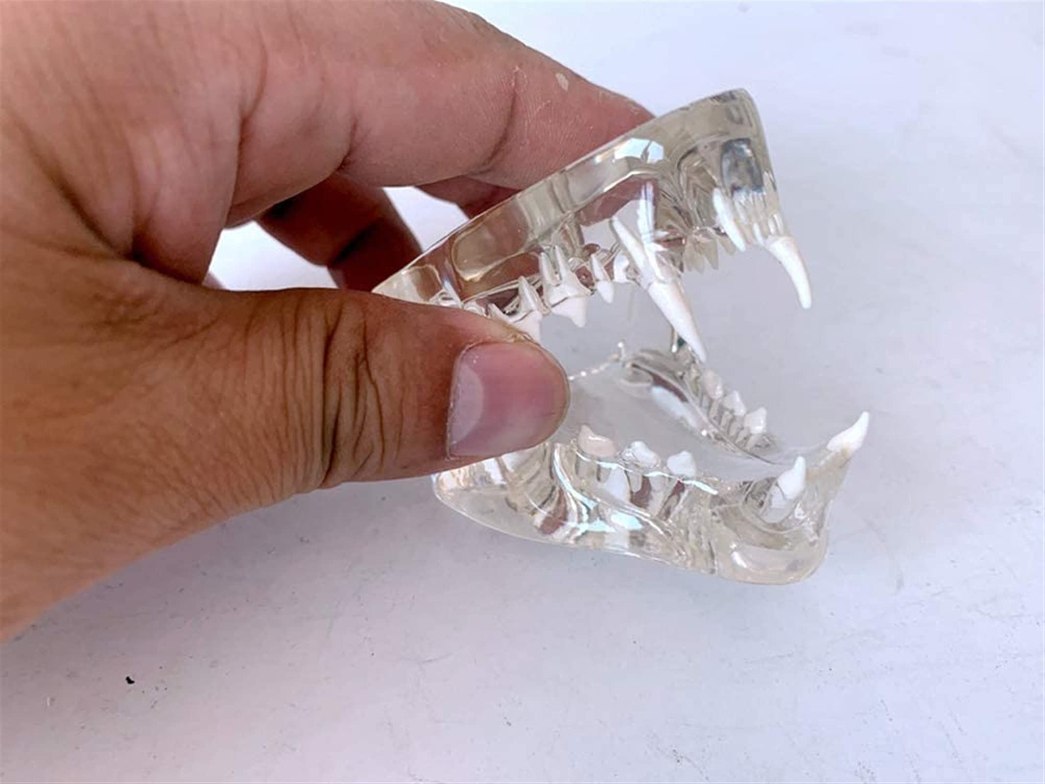 Przezroczysty model zębów kota - Medyczny anatomiczny model zębów kota - Model anatomiczny Kryształowe zęby kota - do prezentacji w laboratorium weterynaryjnym Materiały dydaktyczne
