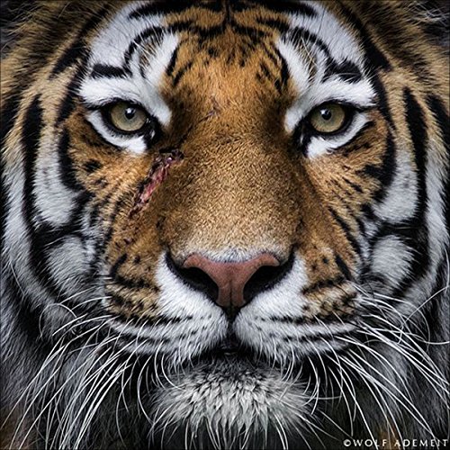 DIY 5d Diamond Painting, Crystal Rhinestone embroi Embroidery Pictures Arts Craft for Home Wall Decor