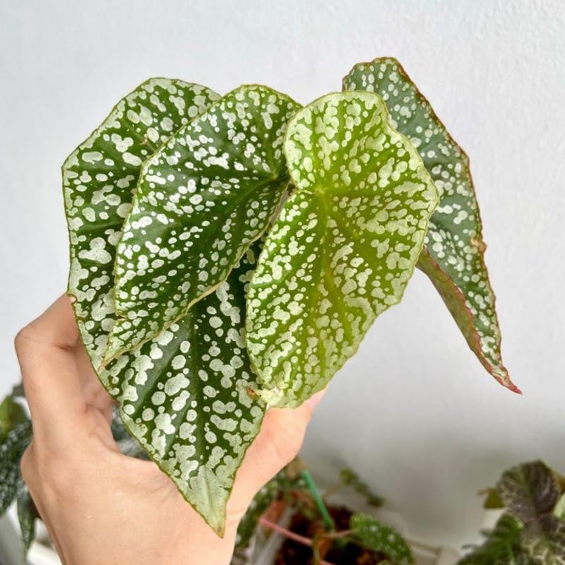 Amazon.com : Snow Capped Begonia Plant Live, Begonia Indoor Plant