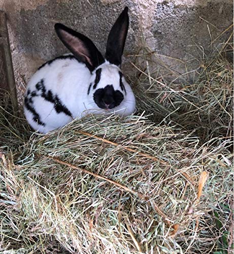 Mini-Botte de Foin 1kg