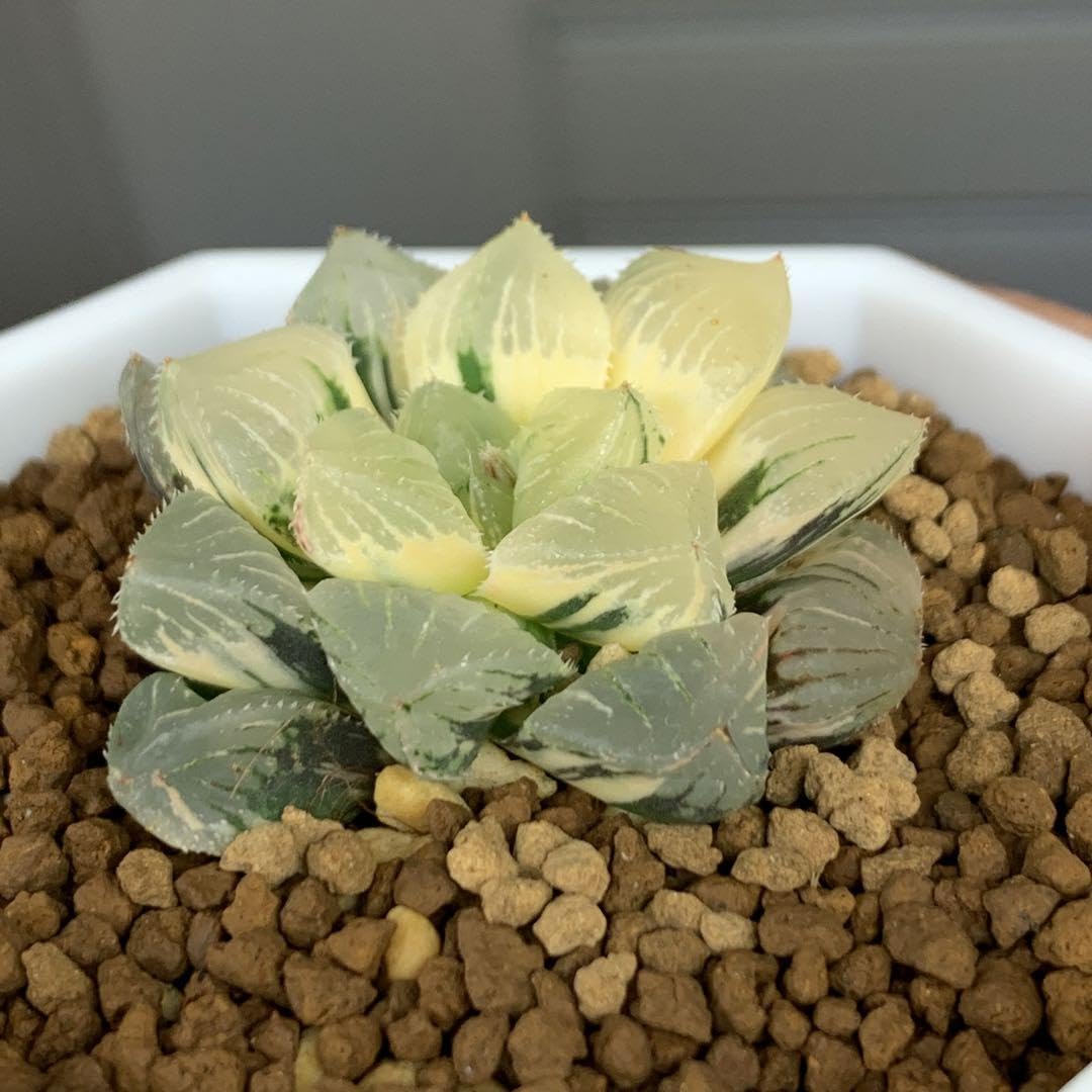 Amazon.co.jp: 多肉植物 ハオルチア ジェリーフィッシュ錦 極上斑