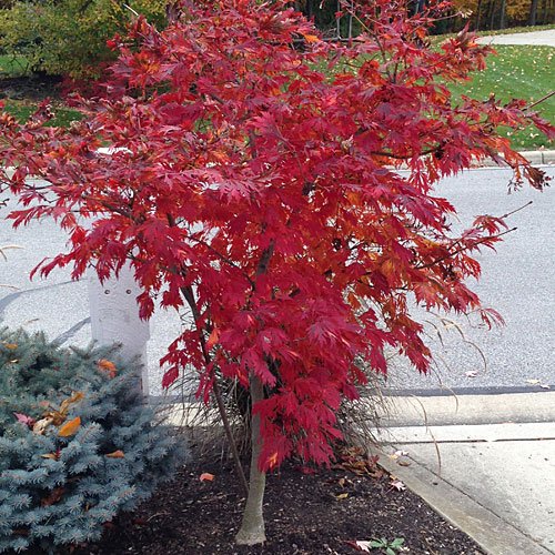 Bonsai Samen Red Japanischer Ahorn Acer palmatum Baum 10 Samen! :  Amazon.de: Garten