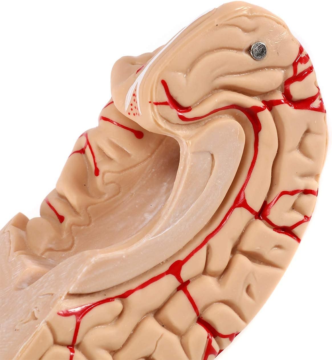 Anatomical Human Brain Model, with Vessels Life Size Anatomy Model for Learning Science Classroom