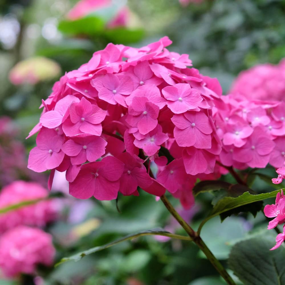 YouGarden Hydrangea Macrophylla Pink Mophead Standard Plant - 18cm