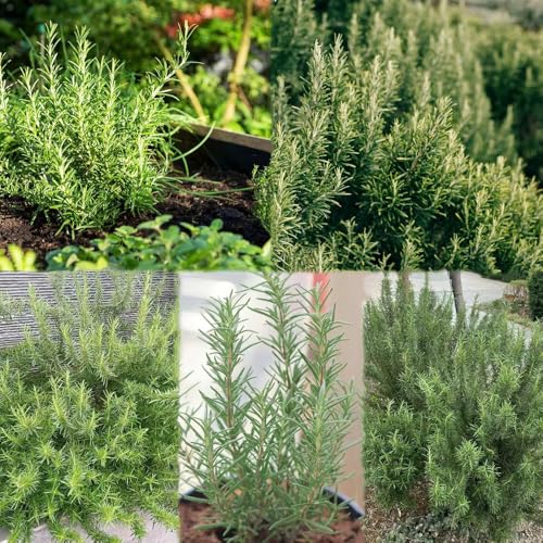 semillas de romero decorativas jardín interior semillas de bonsái 550pcs
