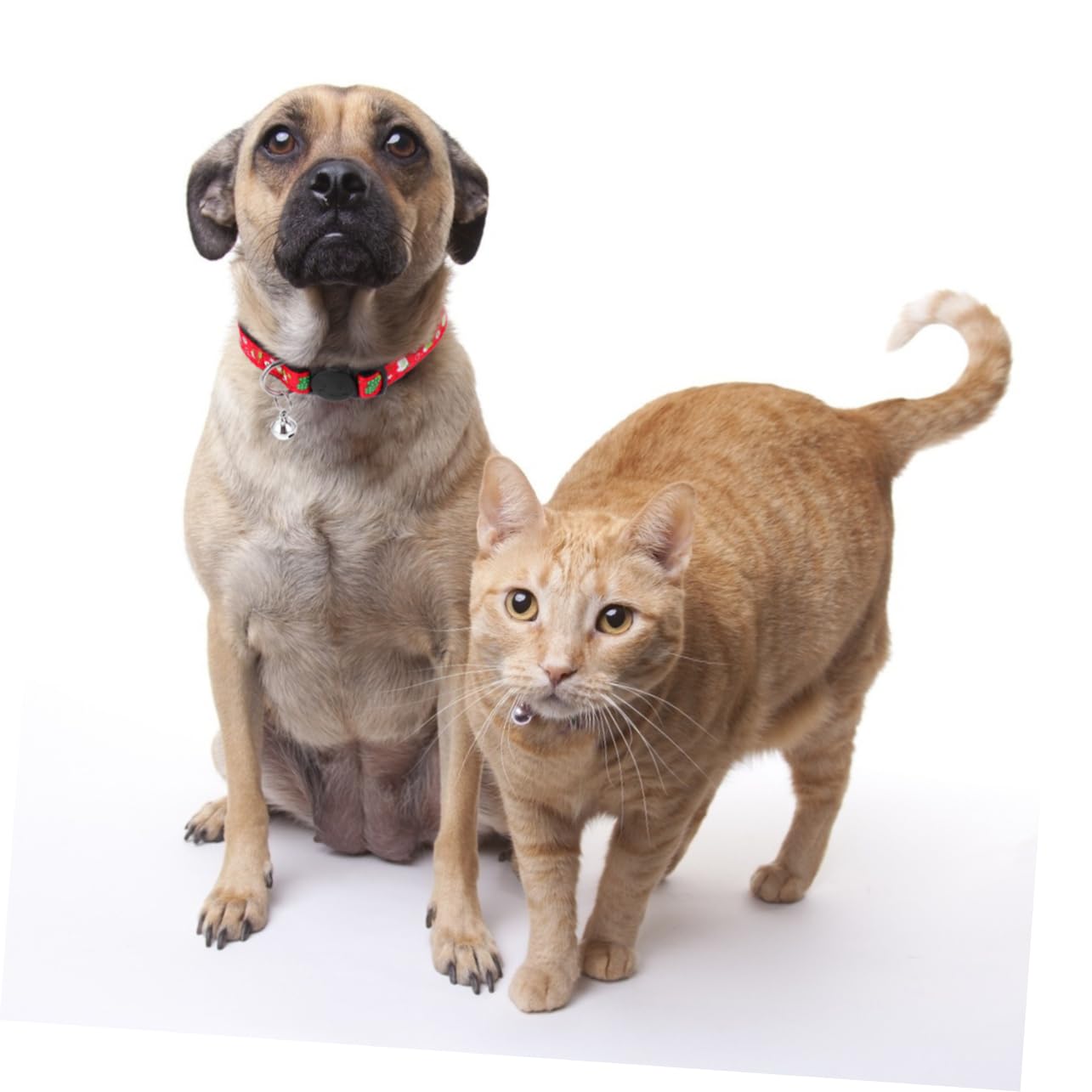 POPETPOP 12pièces Colliers Réglables pour Animaux De Compagnie avec Motifs Festifs De De Colliers pour Chiens Et