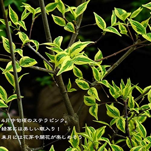 Amazon ハナミズキ 苗木 ハイブリッドハナミズキ ステラピンク ｈ 0 9ｍ接木ポット苗 庭木 落葉樹 シンボルツリー 植木