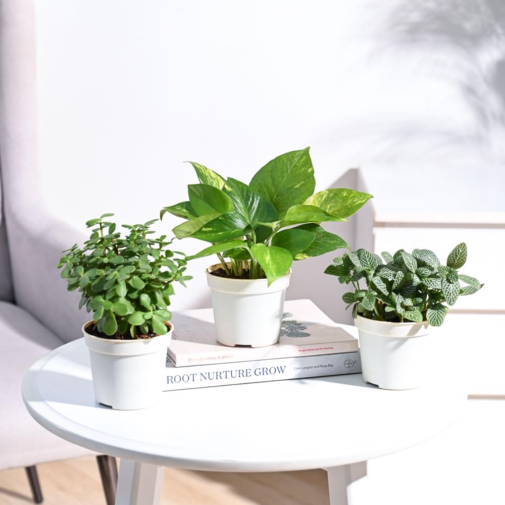 UGAOO Combo of 3 Indoor Live Plants for Home Decor with Pot - Money Plant Variegated,Fittonia Green,Jade Mini-image-8