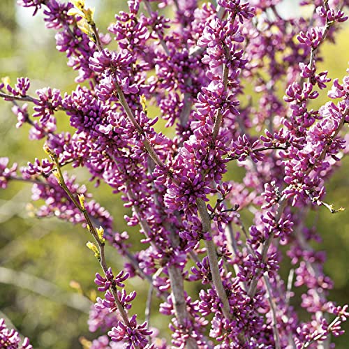 Chinesischer Judasbaum 'Avondale'