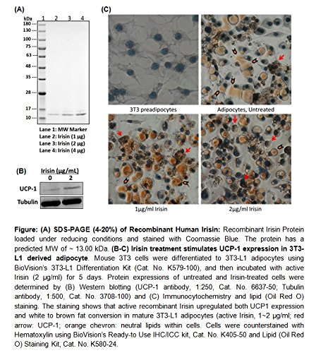 Irisin, Active, human recombinant, 7852-50