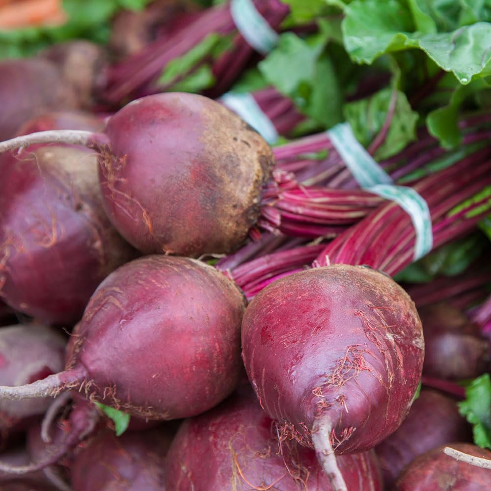 Beetroot Chioggio Seeds – Attractive, Reliable Italian Heirloom Variety – for Your Beautiful Kitchen Garden